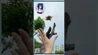 Amazing Flying Lemur #Shorts