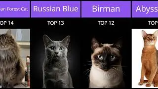Top 20 Famous Cat Breeds People Love to Keep Worldwide