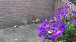 Kolibrievlinder