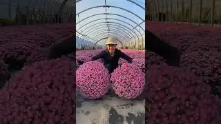 This Flower Grows in a Perfect Ball Shape!