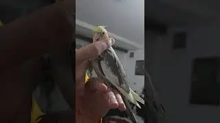 This parrot was raised by humans from birth and has grown into a happy companion#shorts #parrot😍