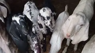Goat Farming 2025 | Latest Techniques & Best Goat Breeds