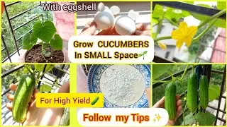 Cucumber Growing in Small Space | Balcony Gardening | Organic Cucumber Harvest.🥒 Ritu's Reflection 