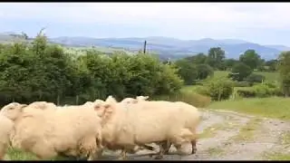 Hyfforddiant Iechyd a Lles Anifeiliaid / Animal Health and Welfare training