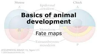 Basics of Animal Development: Determining Fate Maps