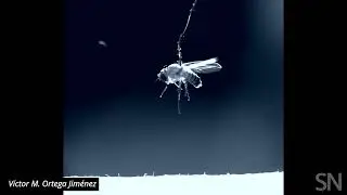 Watch a tiny parasitic nematode leap onto its victim | Science News