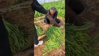 Cutting green stalk bundles, crisp rhythm of morning harvest craft.
