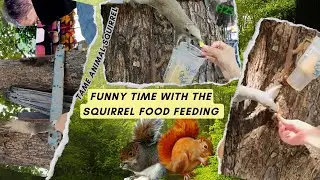Wonderful Tame Squirrels Thailand | Fun Time With Tame Animals | Pattaya Thailand Tour Blog