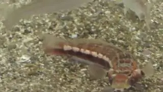 Feeding My Rosy Grubfish