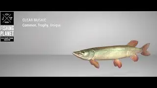 Fishing Planet - Saint Croix Lake - Unique - Clear Muskie - Bottom