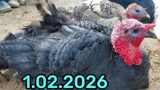1.02.2026 ЭНГ АРЗОН ПАРРАНДА НАРХЛАРИ КАРШИ КАРВОН МОЛ БОЗОРИ ЁНИДА 