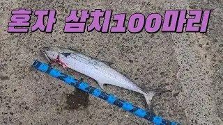 100 tuna alone, Busan breakwater tuna bushri lure shore jigging