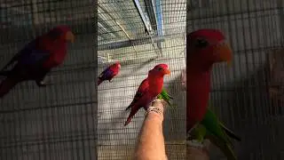 #lory #pair #red #colors #mashallah