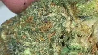 Gelato 41