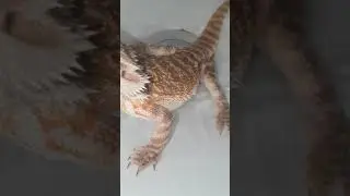 szakállas agáma hím