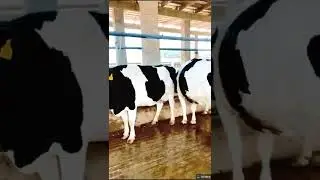 Australia breed cows #australian #cows #2k22 #hfcowfarmig #cows