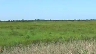 Marshland: Otmoor RSPB reserve (5 minute wildlife video)