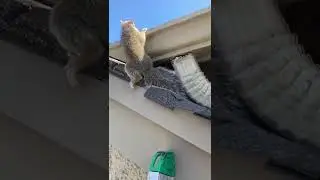 Removing the mobile squirrel&rsquo;s babies from the attic 🐿