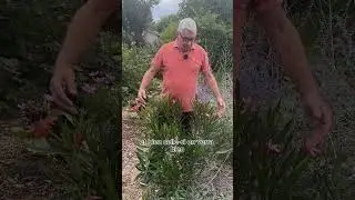 Un laurier rose dans les Vosges