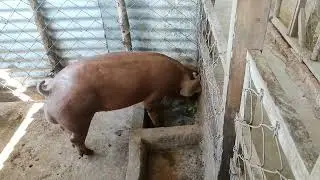 Ka vawk vulh ho. Dah tha leh ang aw.