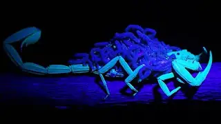Animals That Can GLOW in the Dark