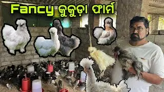 Fancy kukuda farm in odisha / silkie kukuda farm in odisha / All odisha delivery available