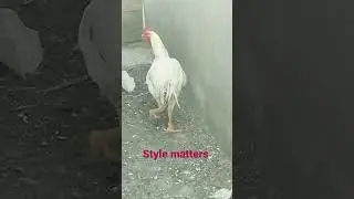 white Aseel roaster|| heera Aseel roaster #aseel #heeraaseel #roaster #youtubeshorts #shorts
