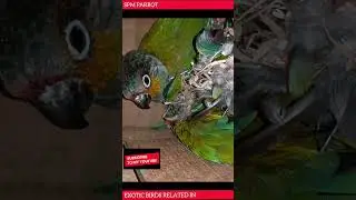 Crimson Bellied Conure Parrot Chhupne Ki Style #shorts #exotic #birds #india