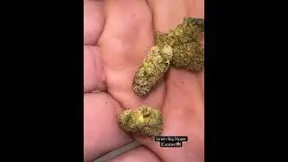 Strain Talk #shorts