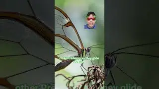 #nature #wildlife #funfacts #insects #glasswingbutterfly