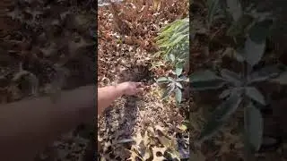 How to Self Seed your Garden - December at Lulu's Garden