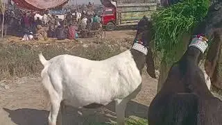 Tando Adam Mandi updates 