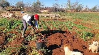 محصول البطاطا اللهم بارك