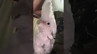 Драма ревнивого какаду: Бу против Миши! 🦜😂
