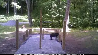 Dogway shelter bears 07 21 2019