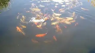 My Buttterfly Koi In the  Outside Pond