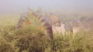 Spofford Lake Fish