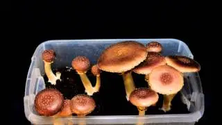 King Stropharia Timelapse