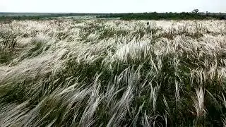 Українська ковила