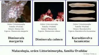 Malacolog&iacute;a, orden Littorinimorpha, familia Ovulidae margarita mollusca splendida Diminovula Pad