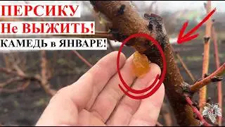 ПЕРСИКУ Уже НЕ ВЫЖИТЬ! Камедетечение В ЯНВАРЕ! ❄️