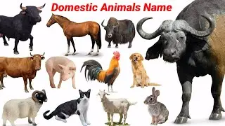 Let's Learn Domestic Animals Name With Sounds | Dog, Cow, Yak, Horse| Animals Name | Education| #Cow