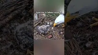 Eagle cam  #growyoutube #viralshorts #boostshorts  #ytviralshorts #makeshortsviral #freefire