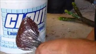 How to bag root plumeria cuttings
