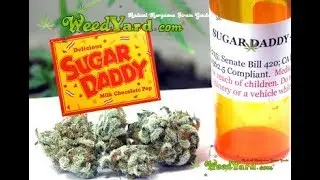 Sugar Daddy medical marijuana - www.WeedYard.com
