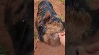 Teaching Melvin to sit! #kunekune #pig #piggy #training