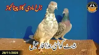 Zaakh Madi Kala Cheena Kabotar For Sale 28/11/2025 | Shaheen Birds Gallery Burewala 