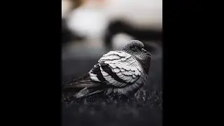 kobutor osustho hole ki korbo কবুতর অসুস্থ হলে কি করবো @PigeonsLoverOmar