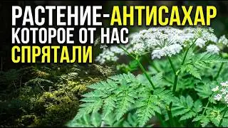 Растение, которое снижает сахар на 50% и в 13 раз слаще сахара: почему его скрывали 500 лет