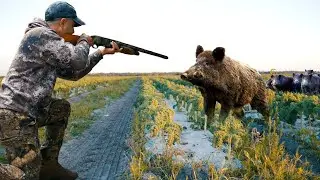 Nos Ataco un Puerco | Epica Caza de Marranos
